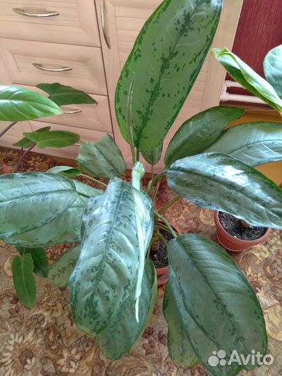 Комнатные растения