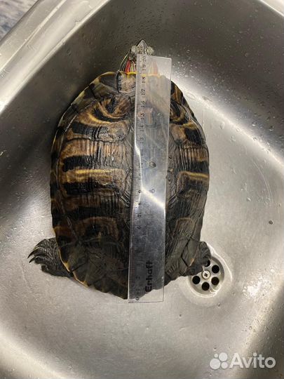 Красноухая черепаха с аквариумом