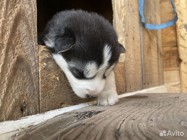 Щенки сибирской хаски