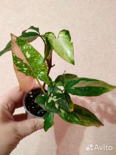 Пеперомия, сингониум