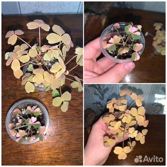 Растения комнатные декоративно-лиственные