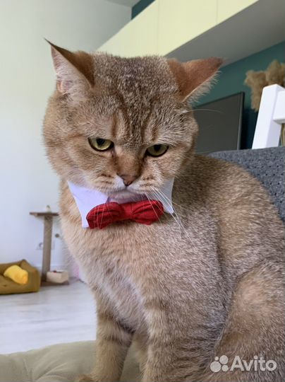 Кот золотой британец в семью без детей и животных