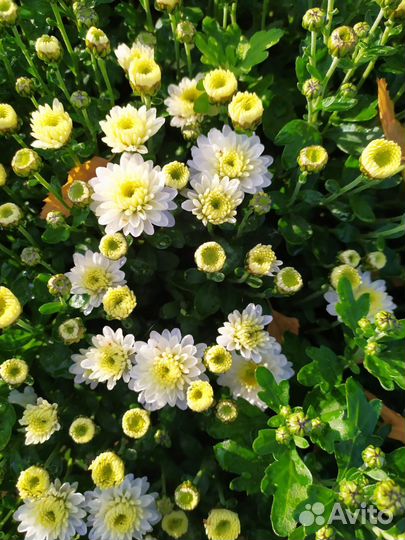 Хризантемы мультифлора в горшках