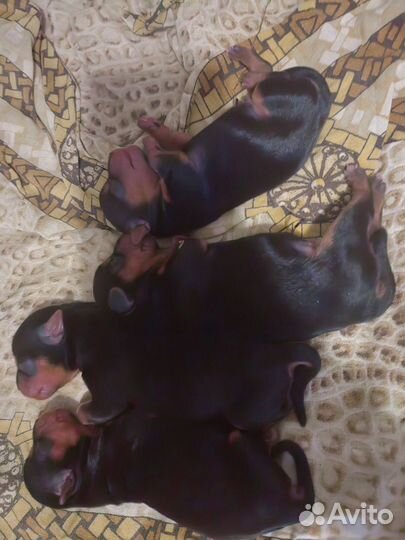 Йоркширский терьер