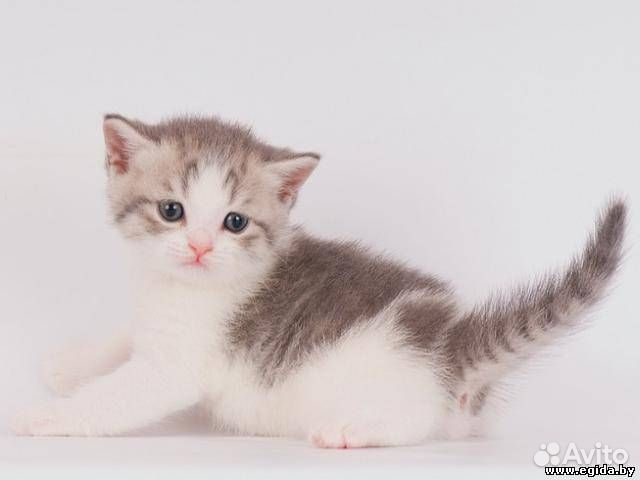 Котята отдам бесплатно