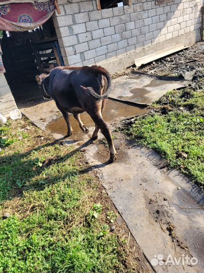 Телята,бычок