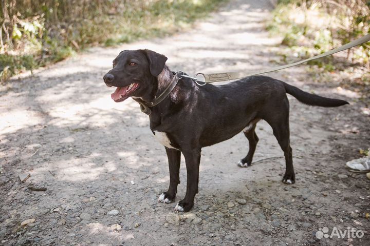 В добрые руки весёлый пёс Черныш