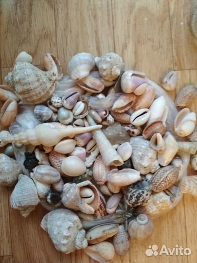 Морские ракушки