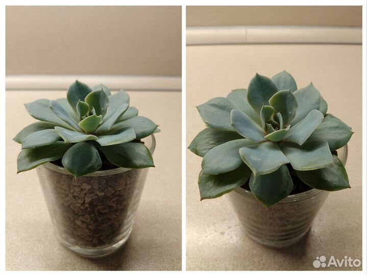 Суккуленты, эхеверия, граптоверия, пахиверия