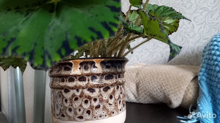 Бегония Тигровая