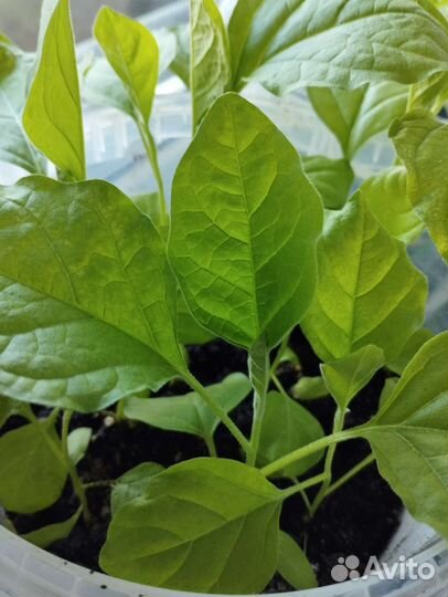 Рассада томатов, перца,баклажан