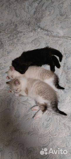 Отдам котят в добрые руки