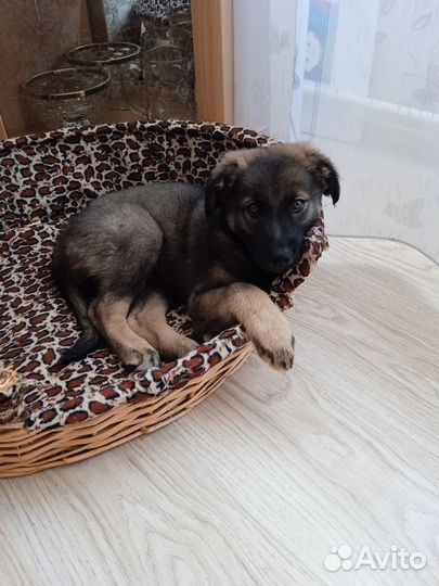 Собака в добрые руки щенок