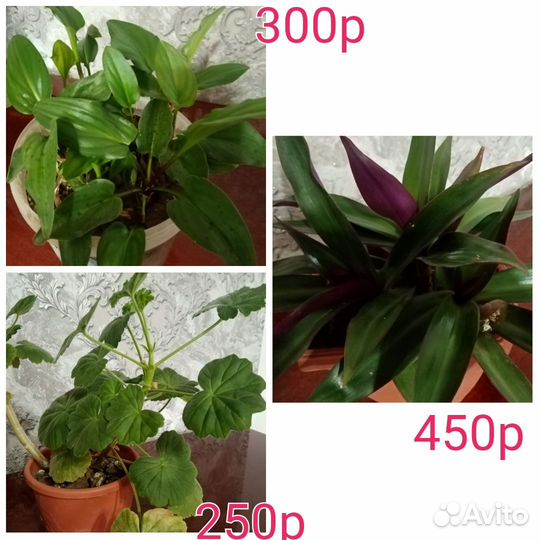 Комнатные цветы