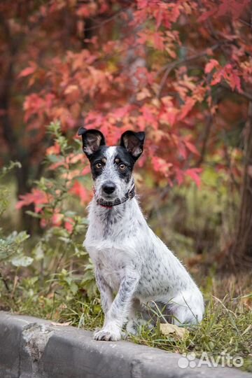 Фотограф- анималист