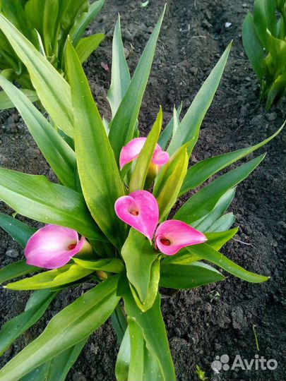 Луковицы каллы