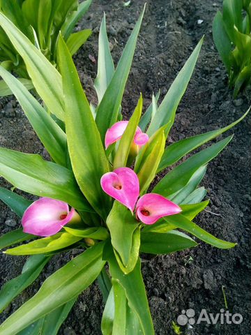 Луковицы каллы