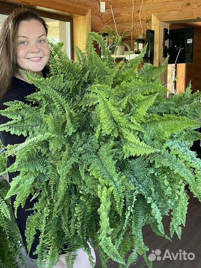 Комнатеые цветы (отводки)