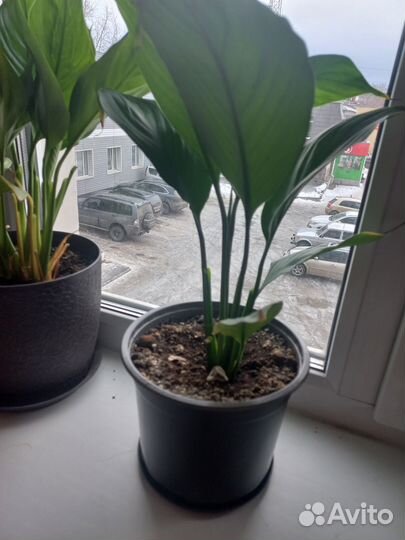 Спатифиллум