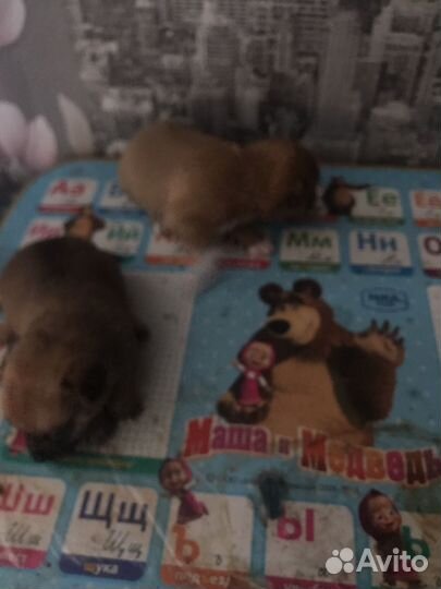 Продам щенков