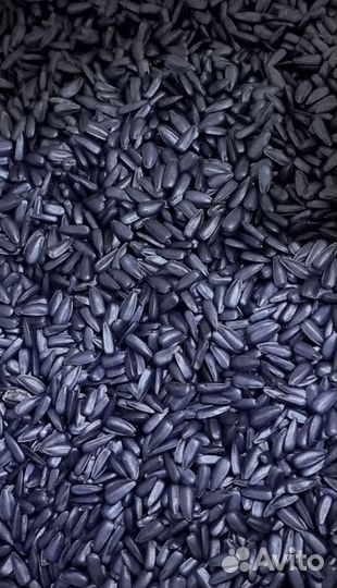 Протравливание, инкрустация семян, дражирование