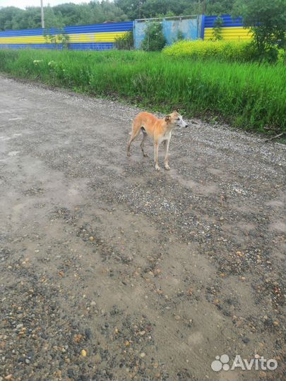 Собака найдена