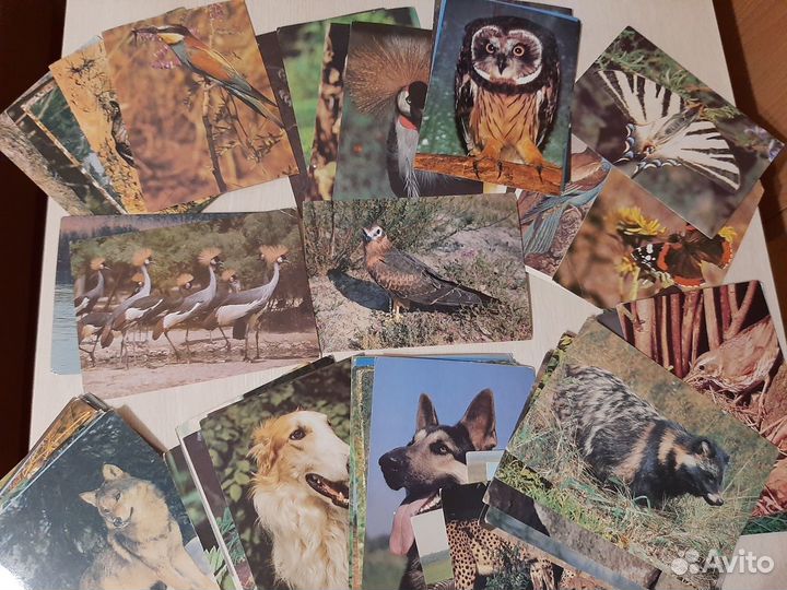 Открытки СССР с животными, птицами, бабочками