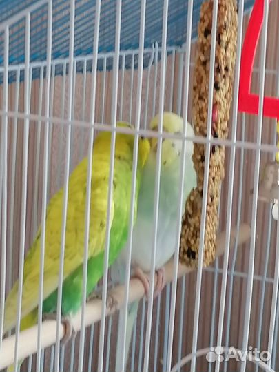Волнистый попугай с клеткой