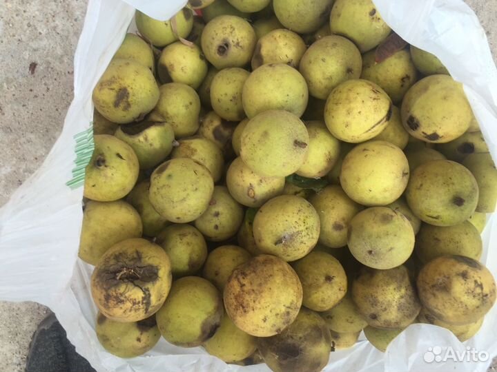 Орех черный (саженцы) 1 Шт