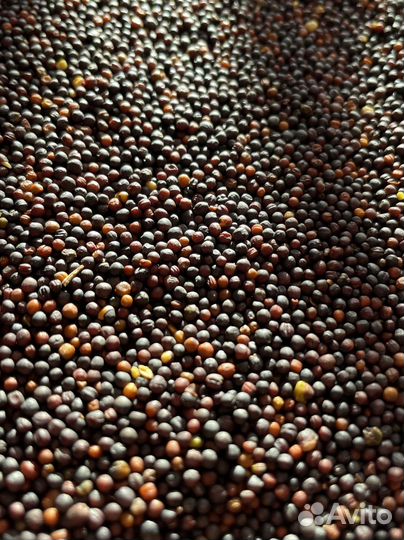 Рапс. Смесь для канареек. Семена для канареек