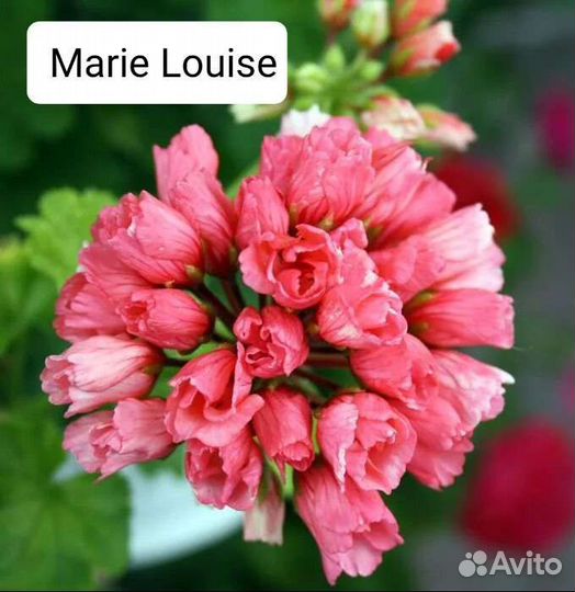 Пеларгония герань сортовая