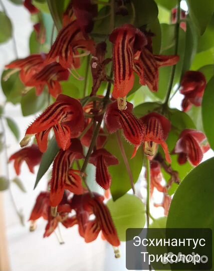 Ахименес, эсхинантус, колумнея