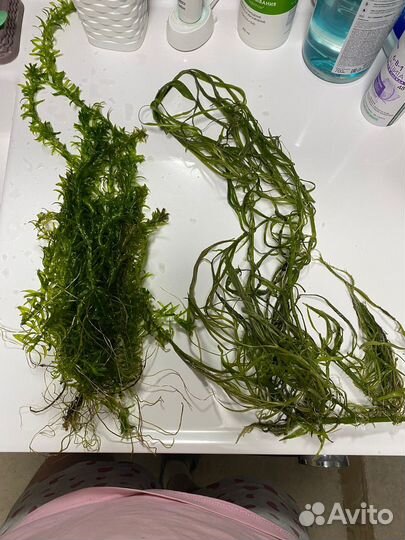 Аквариумные растения