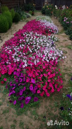 Рассада петунии ампельной, Тайдал