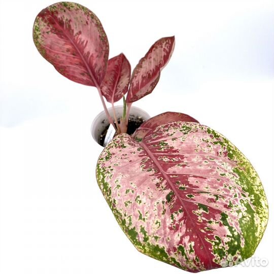 Аглаонема 10 карат