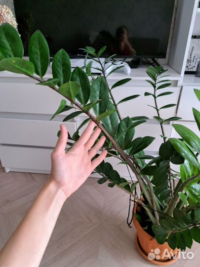 Замиокулькас