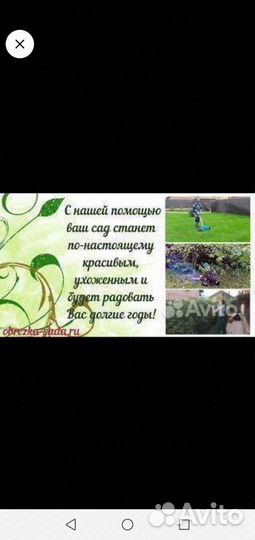 Продажа берёзы