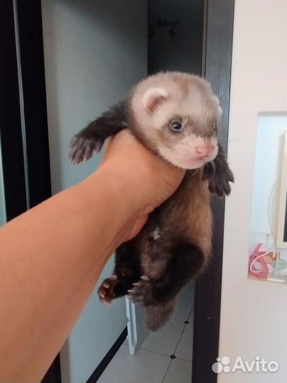 Хорек мальчик