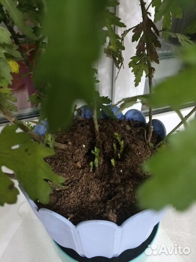 Хризантема комнатная