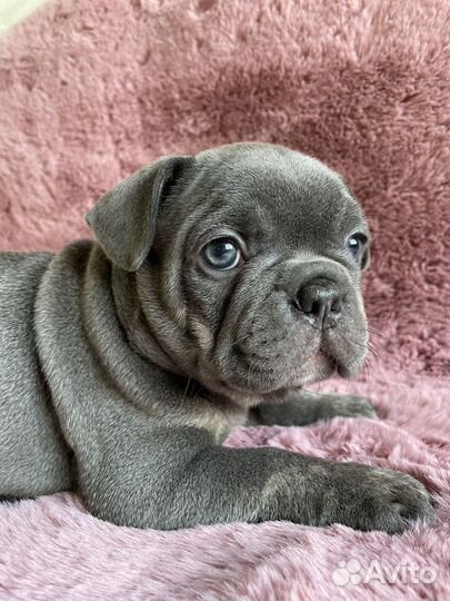 Французский бульдог голубой с изабеллой и какао