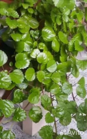 Плектрантус комнатный