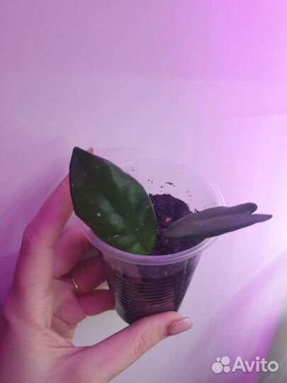 Строманта триколор