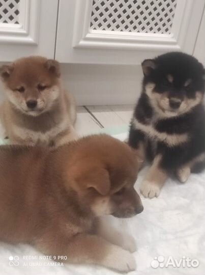 Щенки Сиба шиба ину