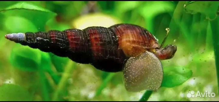 Улитки Мелании