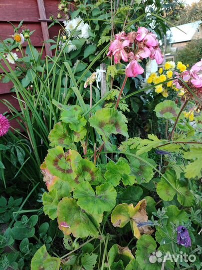 Пеларгония герань