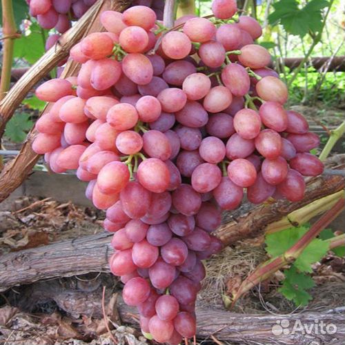 Саженцы винограда, свои