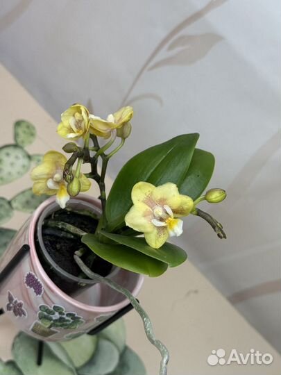 Орхидея фаленопсис