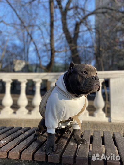 Пошив одежды для собак