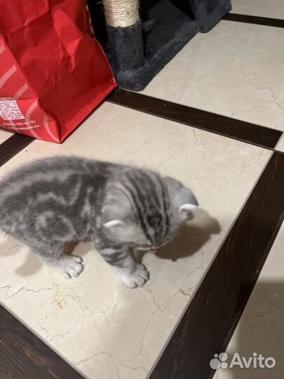 Британские котята