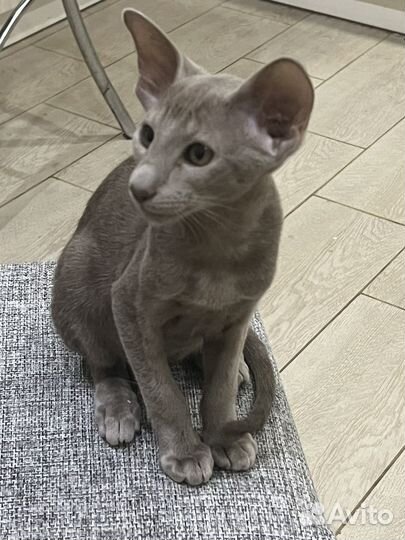 Ориентальные котята